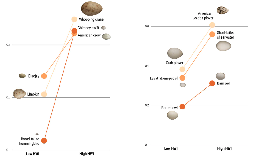 Cracking the Mystery of Egg Shape