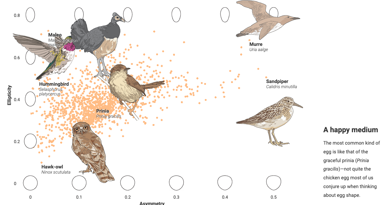 Cracking the Mystery of Egg Shape - Image 2