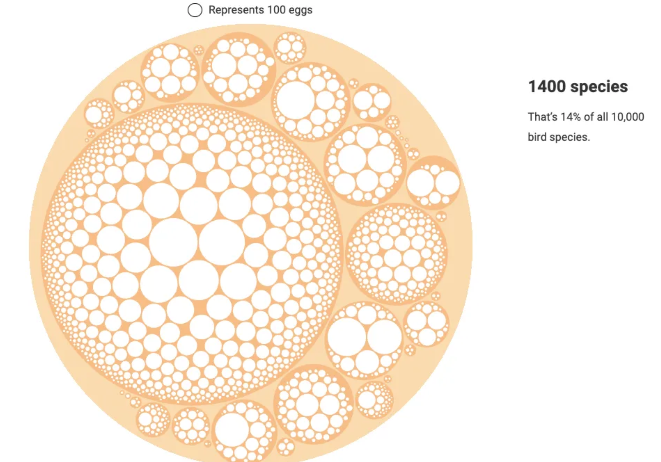Cracking the Mystery of Egg Shape - Image 4