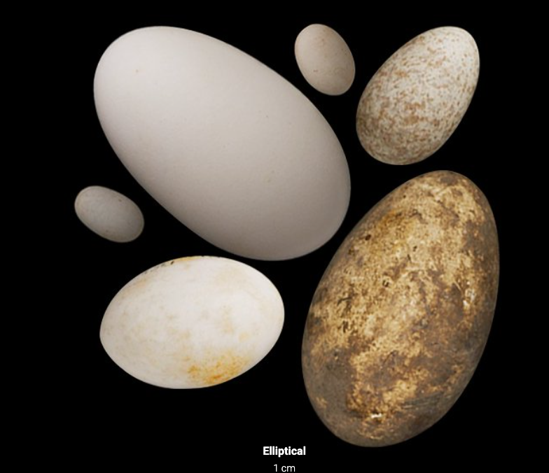 Cracking the Mystery of Egg Shape - Image 5