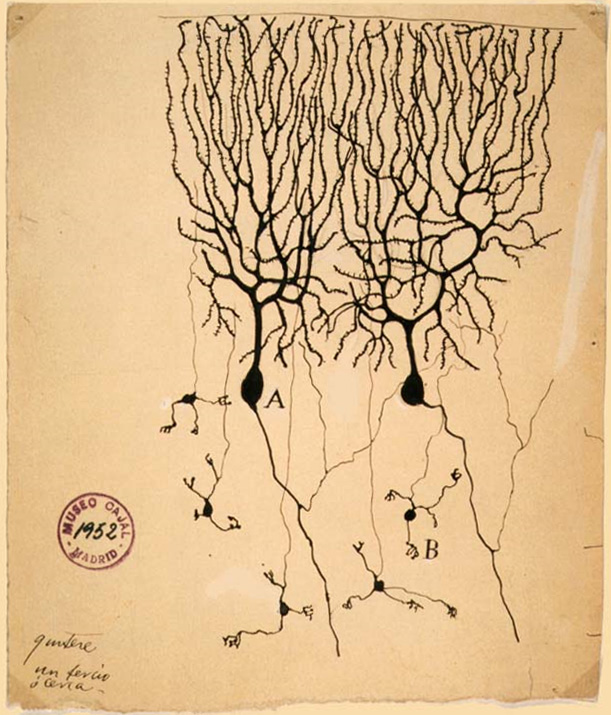 Santiago Ramón y Cajal - Image 2