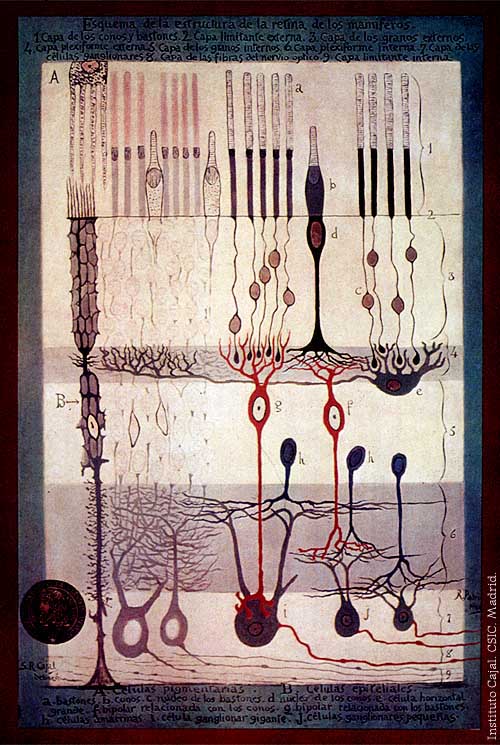 Santiago Ramón y Cajal - Image 3