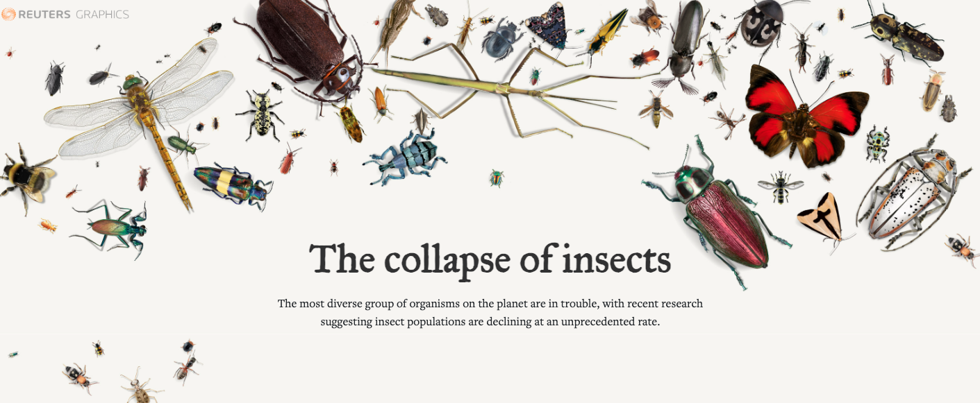 The Collapse of Insects - Image 3