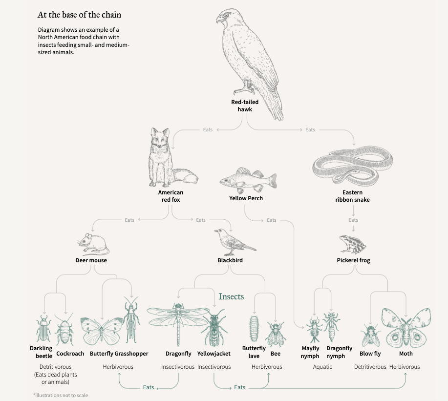 The Collapse of Insects - Image 7