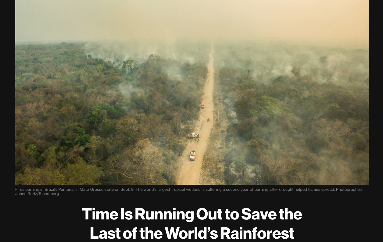 Time is Running Out to Save the Last of the World’s Rainforest - Image 2