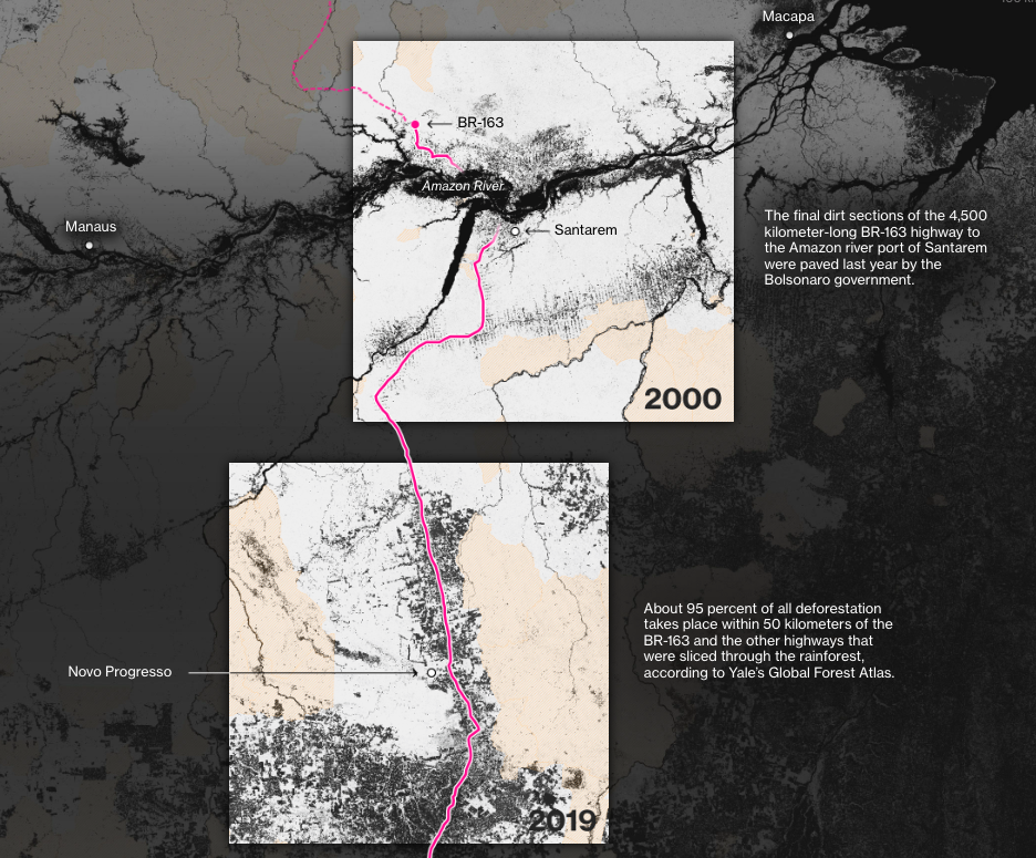 Time is Running Out to Save the Last of the World’s Rainforest - Image 4